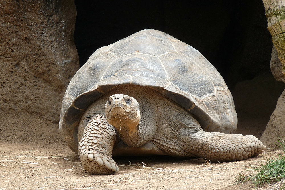 Riesenschildkröten stehen unter Artenschutz und gelten als streng geschützt nach Anhang A