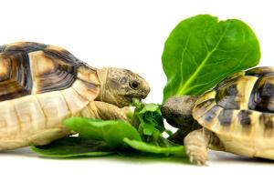 Bild fressende Schildkröten