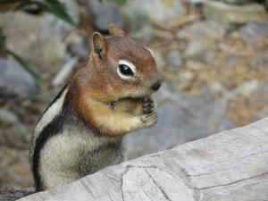 Streifen-Backenhörnchen / Chipmunk