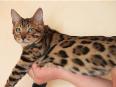 Bengal Bengal Katze