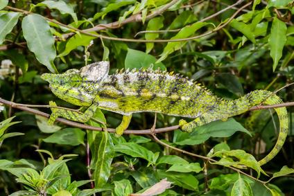 Camäleon Camaeleon Bild