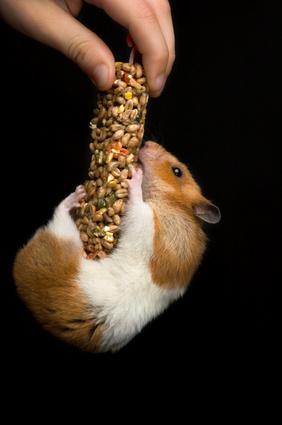 Bild Hamster