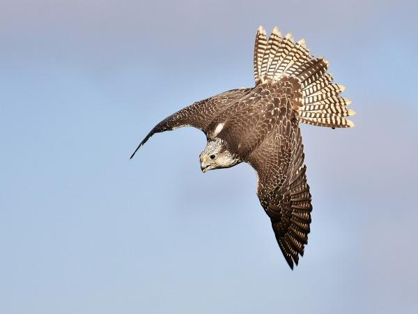 Indianisches Horoskop Sternzeichen Falke Markt De