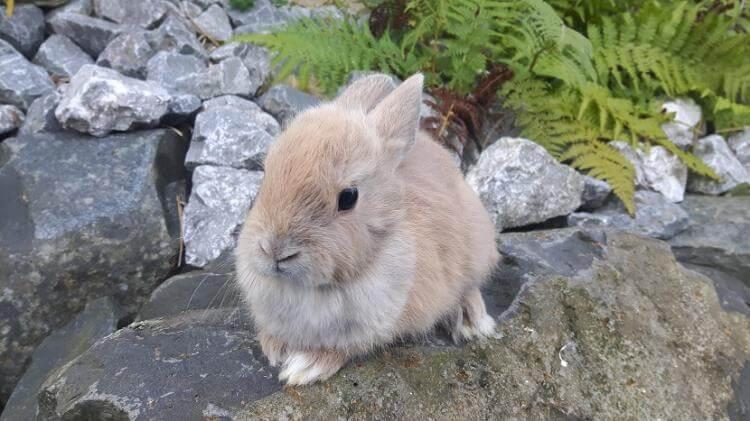 Kaninchen im Freien.