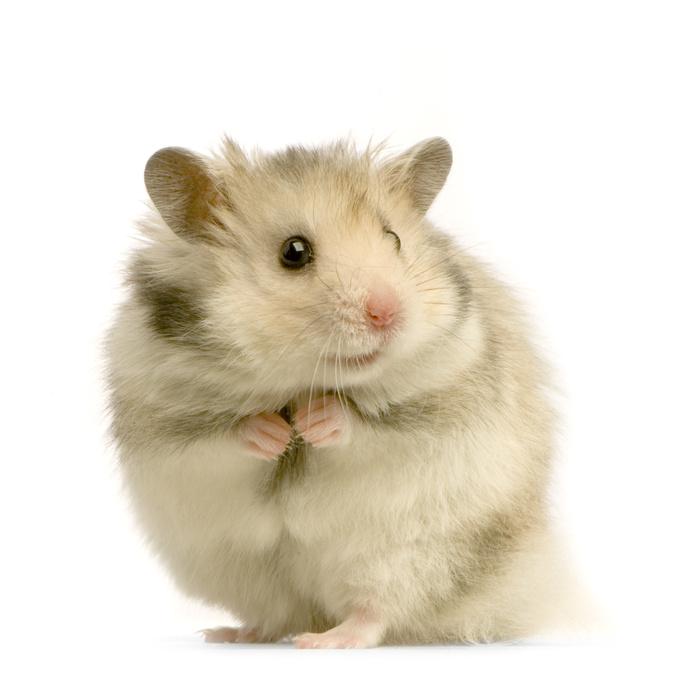 Hamster Hamster Bild