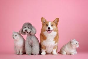 Egal ob Hund, Katze, Vogel oder ein anderes Tier - sei immer vorsichtig. Tiere online kaufen