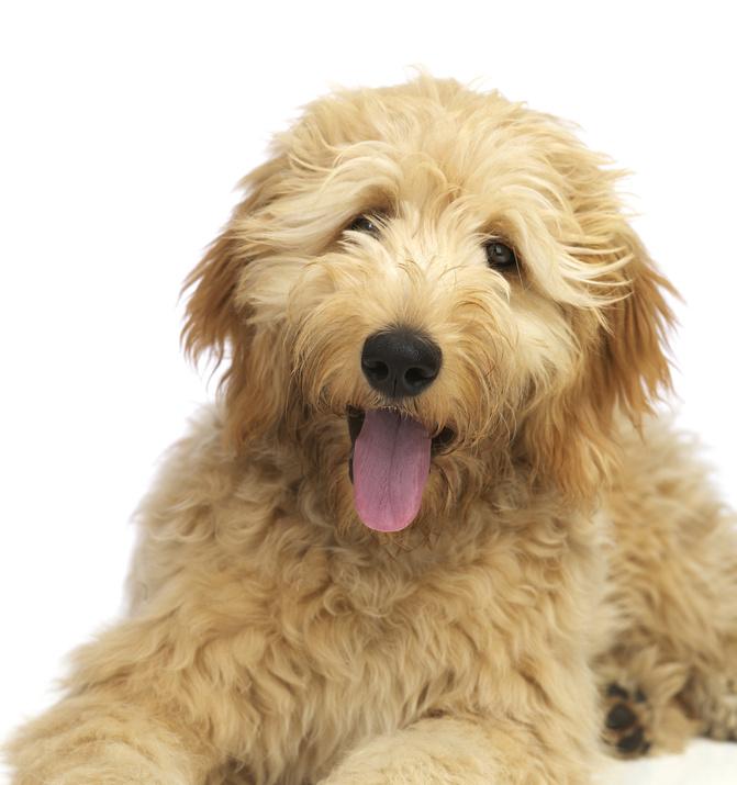 Eine ausgewogene Ernährung trägt auch zu gesundem Fell bei. Hunde mit gelocktem Fell