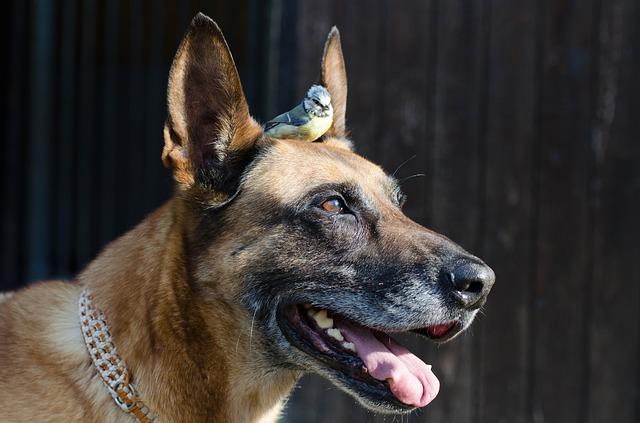 Bild Hund mit Vogel
