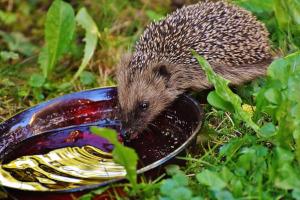 Igel sind insbesondere nach dem langen Winterschlaf ausgehungert und brauchen viel Nahrung. Igel trinkt