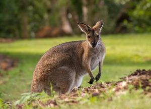 Känguru / Wallaby im Erlebnistierpark