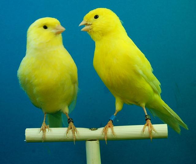 Kanarienvögel in Gelb