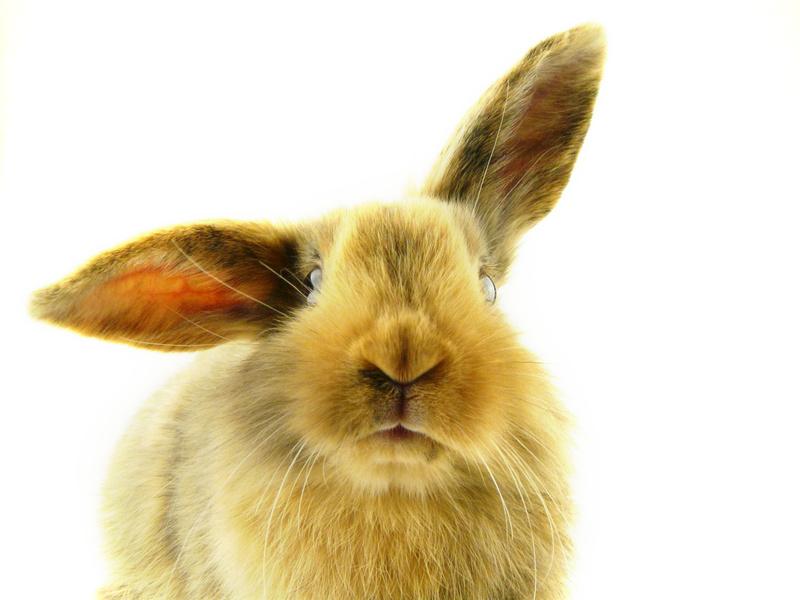 Zwergkaninchen Kaninchen Bild
