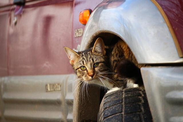 Katze sitzt auf Reifen