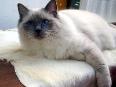 Ragdoll Ragdoll