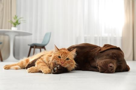 Hund und Katze liegen auf dem Boden