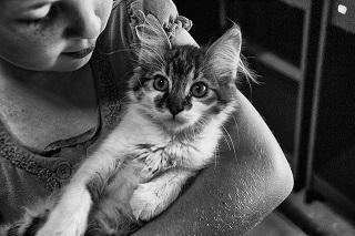 Welche Katzenrassen eignen sich für Kinder?