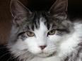 Main Coon Maine Coon Katzen