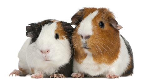 Meerschweinchen Meerschweinchen Bild