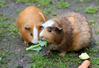 Meerschweinchen mit Futter