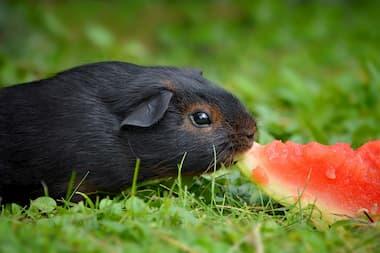 Meerschweinchen frisst Wassermelone