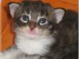 Norwegische Wildkatze Norwegische Wildkatze