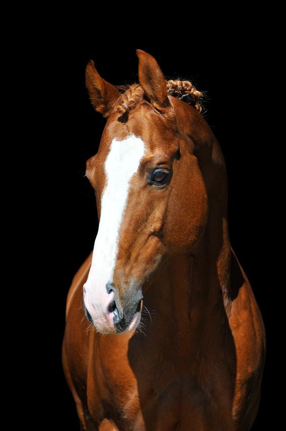 Pferd Pferde Bild