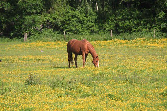 Pferd auf einer Wiese Pferd auf einer Wiese