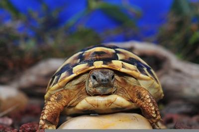 Griechischer Landschildkröte auf einem Stein