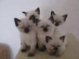 Siamesiche Katzen Siam