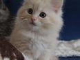 Sibirische Katze Sibirische Katze