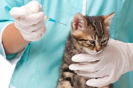 Katzen Impfung
