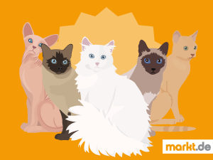 Teste Dein Können im süßen Katzenrassen-Memory. Grafik Katzenrassen-Memory