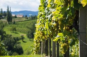 Bild Weinbaugebiet