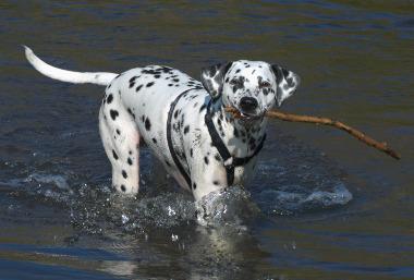 Schwimmender Hund Meer Urlaub