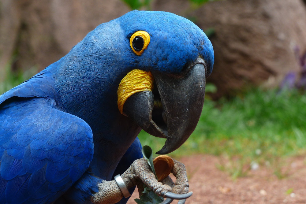 Hyazinthara gehört zur streng geschützten Art der Papageien und erfordert somit eine CITES Bescheinigung