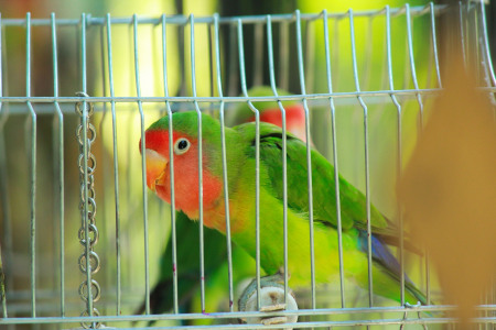 Papagei im Käfig