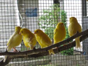 Kanarienvögel kaufen und verkaufen bei markt.de vögel, kanarienvögel