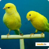 Kanarienvogel Grafik Kanarienvogel