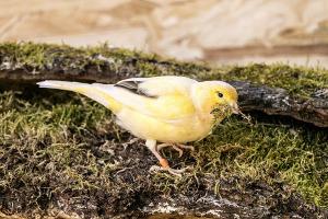 Am wohlsten fühlen sich Kanarienvögel in Gruppen. Bild Kanarienvogel auf Moos