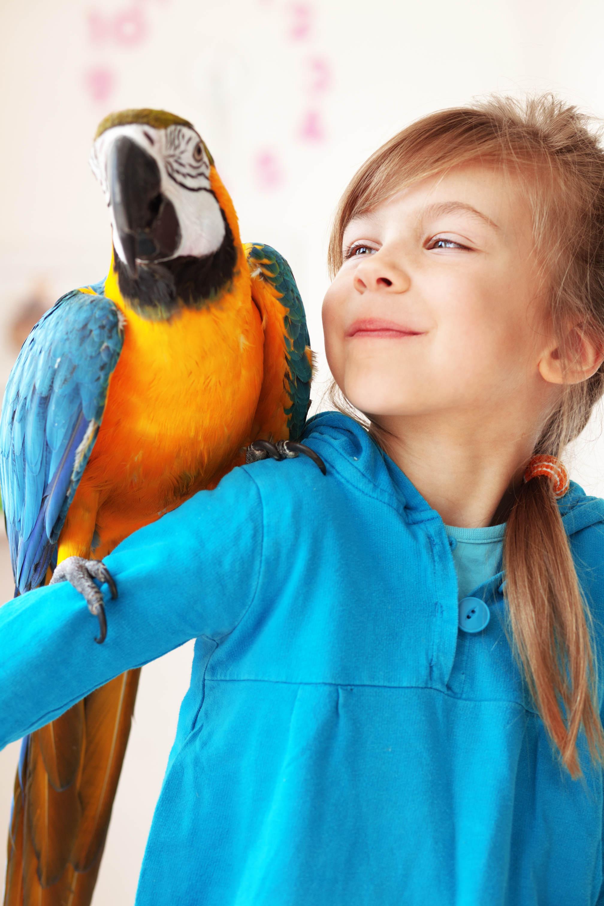 Halter von Papgeien brauchen ausreichend Wissen. Bild von Kind mit Papagei