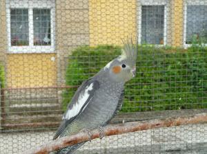 Nymphensittiche kaufen und verkaufen bei markt.de vögel, nymphensittich
