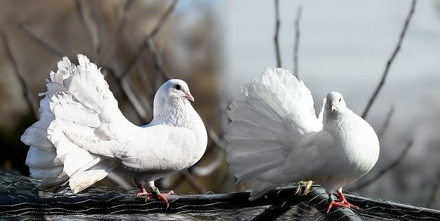 Bild Weiße Tauben