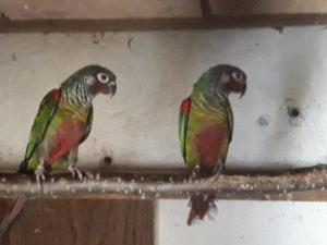 Zwischen den Männchen und Weibchen gibt es keinen äußerlichen Unterschied. Weissohrsittich